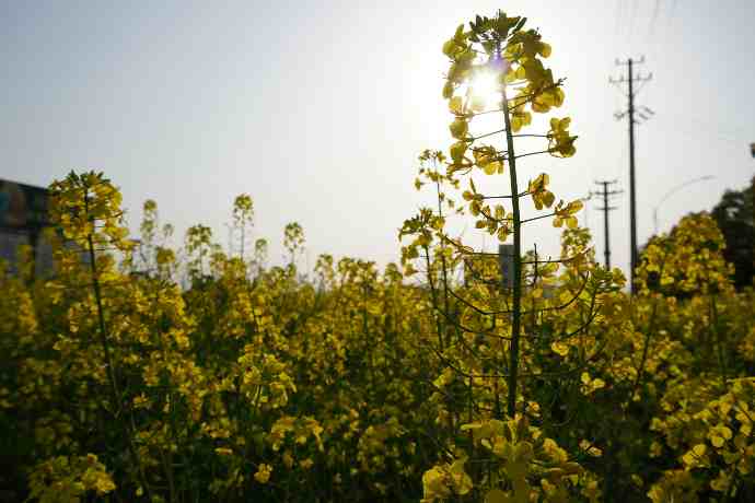 yellow flower field during daytime